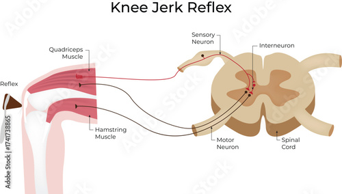 Patellar Reflex and Knee Jerk Reflex Vector Illustration