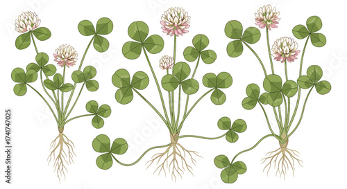 A group of white clover plants with visible roots and pale pink flowers.