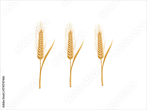 Golden wheat stalk illustration isolated on transparent background for farming, organic food, bakery, harvest and natural agriculture design visuals