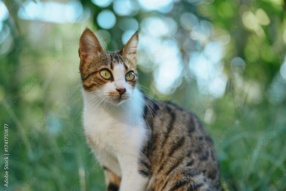 Fototapeta premium A curious tabby cat sits outdoors in a lush garden setting. The feline gazes with bright eyes, calm posture, and gentle whiskers, creating a tranquil and natural mood.