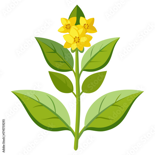 lysimachia pollen vulgaris on white background