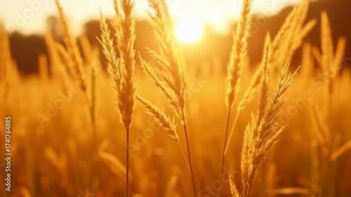 golden wheat field