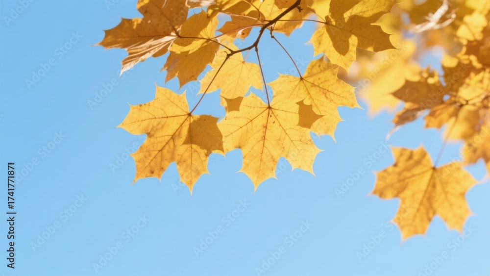 Fototapeta premium Golden Maple Leaves Against Blue Sky