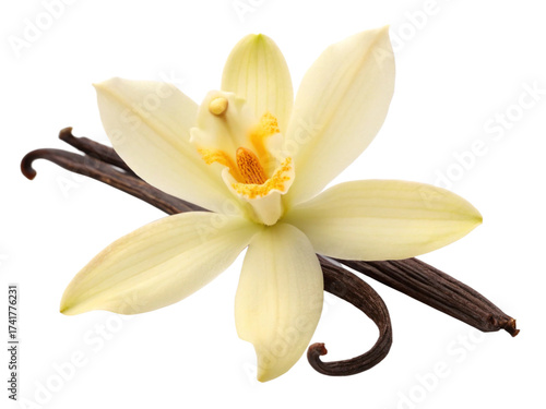 Fototapeta Naklejka Na Ścianę i Meble -  vanilla pods and flower PNG Cutout