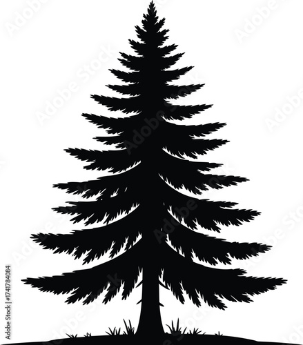 Tall evergreen tree silhouette pine conifer