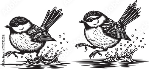 Vector art of two chickadee birds splashing in water, , in a black and white vector drawing