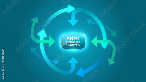 Radial Routes - Network Arrows Settle into Clockwise Order Around a Central AMPK Switch