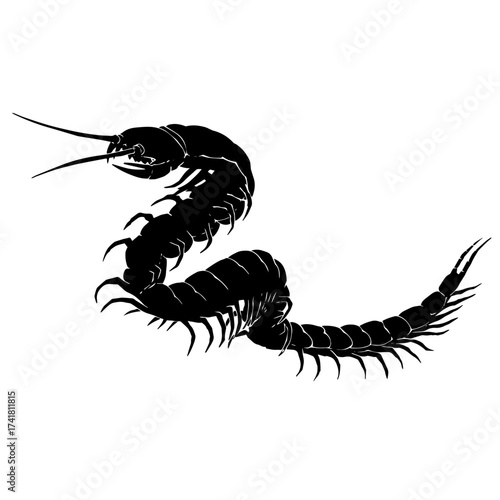Black silhouette drawing of a poisonous insect. Vector illustration on a white background.