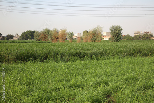 Plants, Trees and Houses