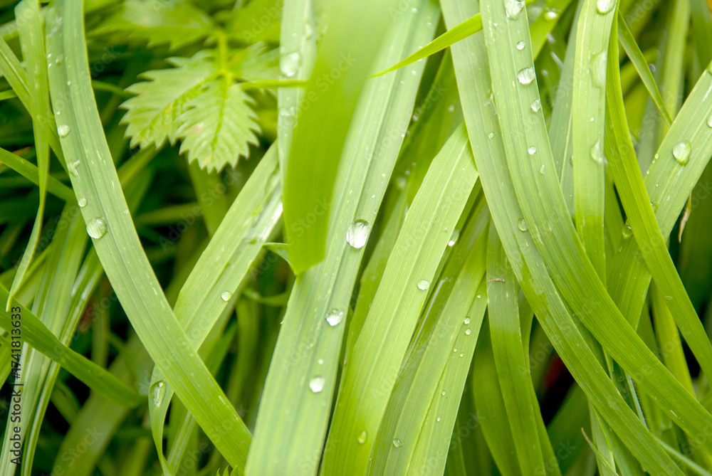 Fototapeta premium Fresh Green Grass Blades with Morning Dew Drops Close-Up