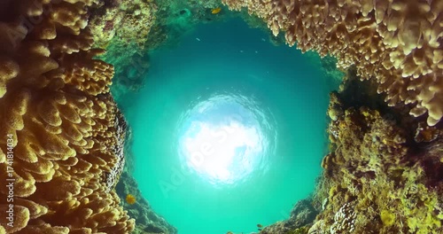Underwater scene with coral garden. Tropical fish and coral reef.