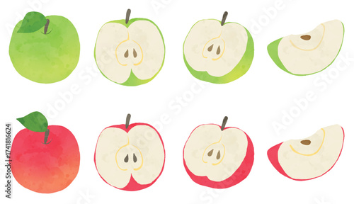 Red and Green Apples with Cross Sections Illustration, Colourful Apples and Sliced Apples Illustration