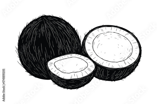 Coconuts whole and halved vector illustration