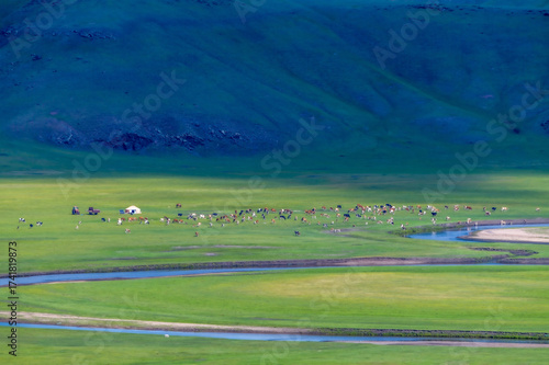 The herd of cattle on the Hulunbuir grassland in Inner Mongolia Autonomous Region during summer