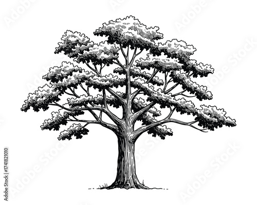 Deciduous tree vector illustration