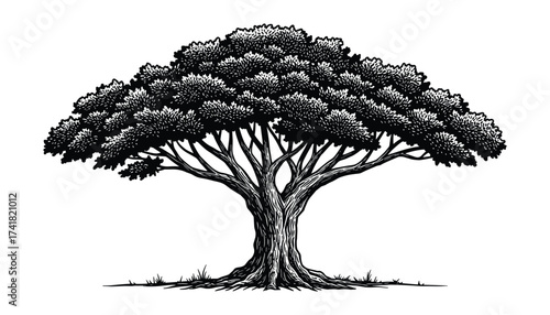 Large spreading tree with dense foliage vector illustration