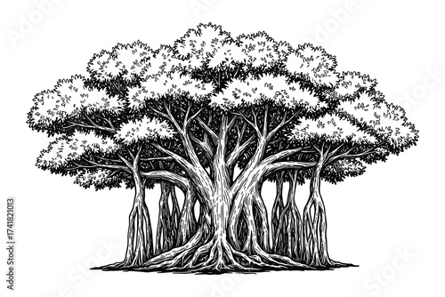 Banyan tree botanical drawing vector illustration