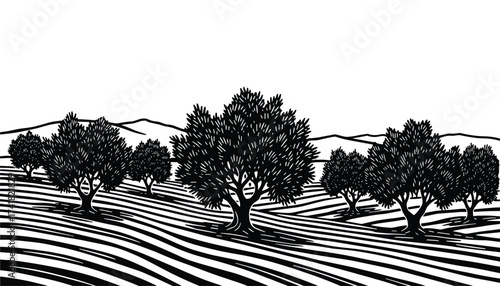 Olive trees field landscape vector illustration