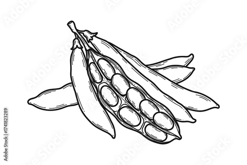 Soybeans pods outline vector illustration