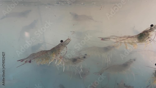 Shrimp is swimming, fresh shrimp
