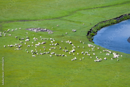 The flock of sheep on the summer Hulunbuir grassland in Inner Mongolia Autonomous Region, China