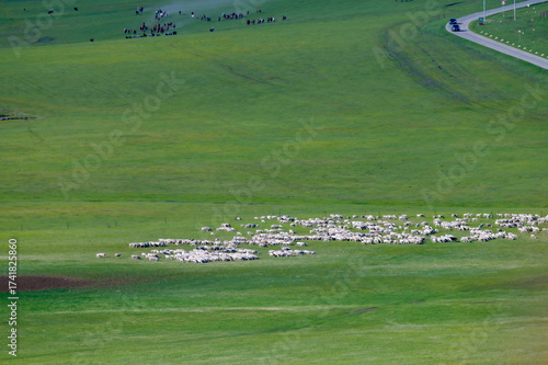 The flock of sheep on the summer Hulunbuir grassland in Inner Mongolia Autonomous Region, China