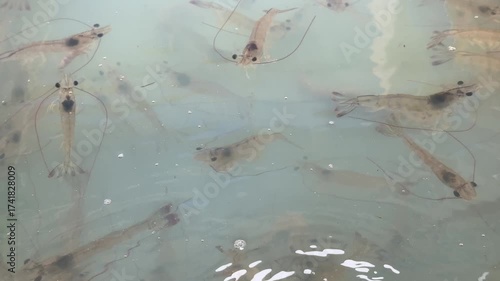 Shrimp is swimming, fresh shrimp
