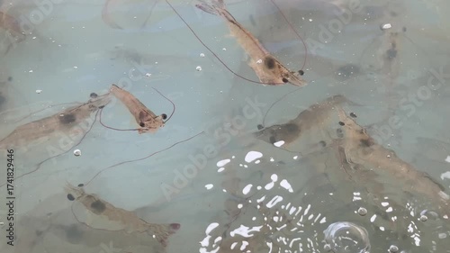 Shrimp is swimming, fresh shrimp
