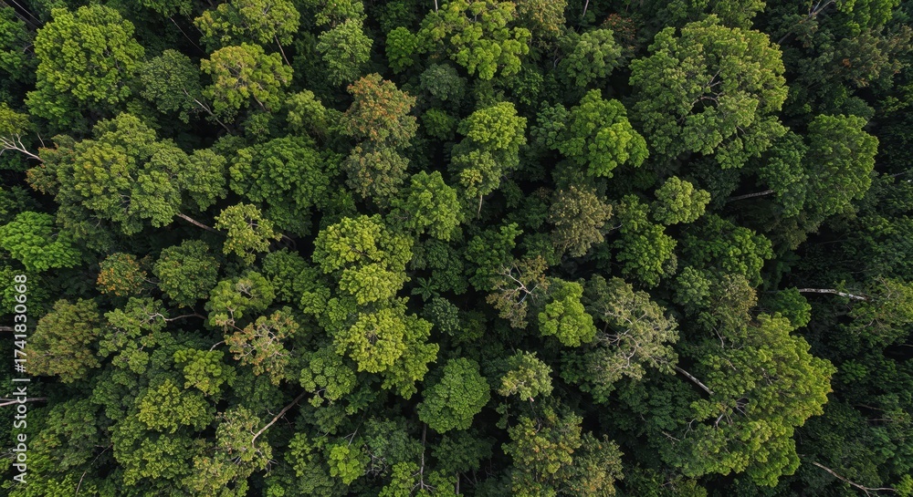Naklejka premium Aerial View of a Dense Forest Canopy: A vibrant aerial shot of a lush forest canopy, depicting a dense array of green treetops.