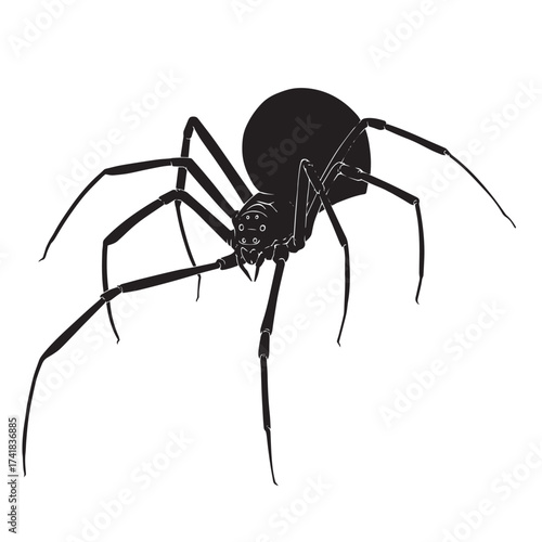 Black silhouette drawing of a spider, vector illustration, white background