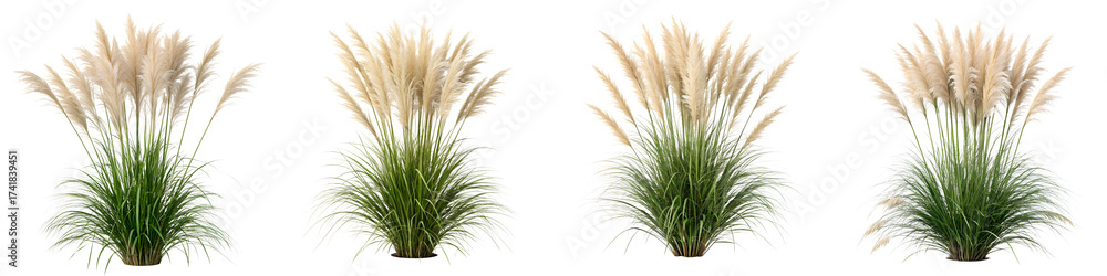 Fototapeta premium Set For pampas grass bushes isolated on transparent background in a row