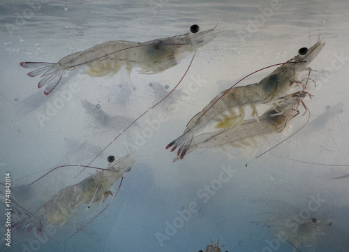 Shrimp is swimming, fresh shrimp