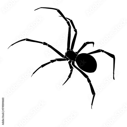 Black silhouette drawing of a spider, vector illustration, white background