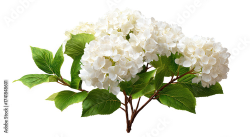 Close-up of white hydrangea blossoms and leaves