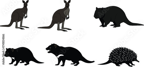 Illustration of Australian wildlife animals including kangaroo, wombat, rat, Tasmanian devil, and echidna vector design
