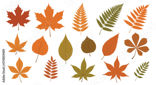 A collection of colorful autumn leaves from various trees and plants.