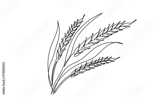 continuous line drawing of a wheat stalk.Fresh staple Bakery food concept for breakfast wheat leaf. Organic wheat bread agriculture. Grain plants and cereals, rye, barley.