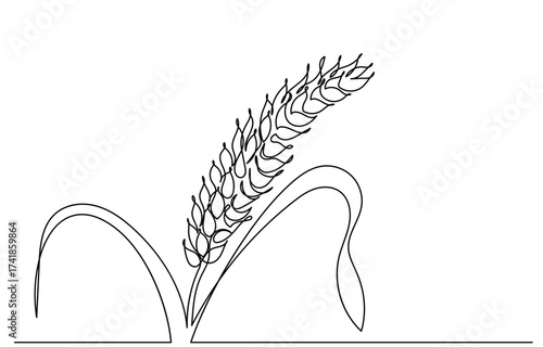 continuous line drawing of a wheat stalk.Fresh staple Bakery food concept for breakfast wheat leaf. Organic wheat bread agriculture. Grain plants and cereals, rye, barley.