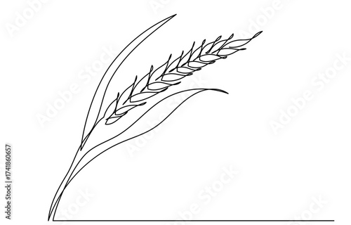 continuous line drawing of a wheat stalk.Fresh staple Bakery food concept for breakfast wheat leaf. Organic wheat bread agriculture. Grain plants and cereals, rye, barley.