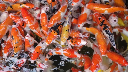 golden yellow or red koi fish or many hungry fancy carp group and colorful by feed for lucky fortune pet in pond or pool and farm with clean and clear water on top view