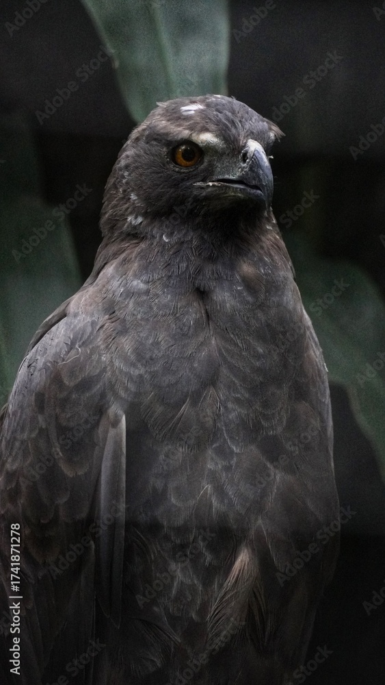 Obraz premium A dark eagle with brownish-black plumage and intense orange-yellow eyes, looking sideways from its perch in a dimly lit forest environment.