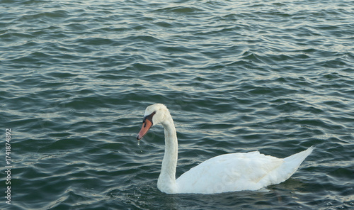 A swan on the Brenta River. Near the sea in Italy. Chioggia, Italy.
adriatic sea
