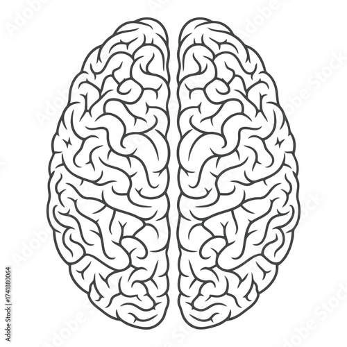 Top view illustration of a human brain with detailed gyri and sulci