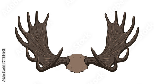 Moose Antlers Displayed Against White Background.