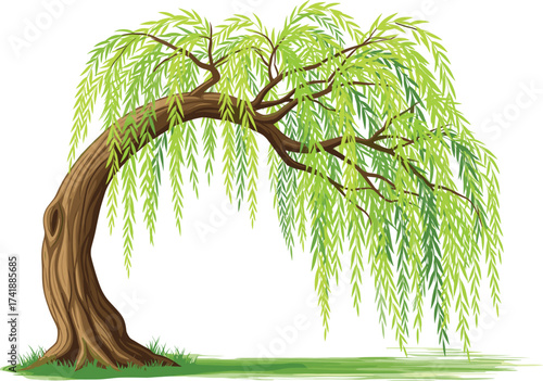 Beautiful willow tree illustration with long green leaves, natural landscape design, garden plant, outdoor scenery, decorative nature element, peaceful environment.