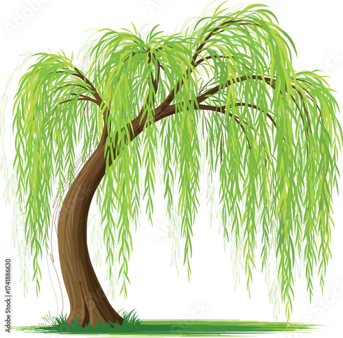 Beautiful willow tree illustration with long hanging green leaves, natural landscape element, peaceful outdoor scenery, decorative garden plant, forest 