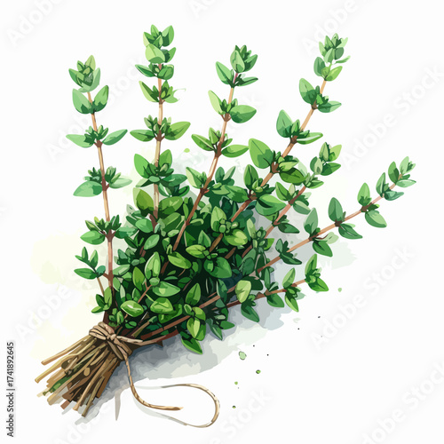 Freshly harvested thyme herb bundle, aromatic culinary ingredient, green leaves, tied with twine.