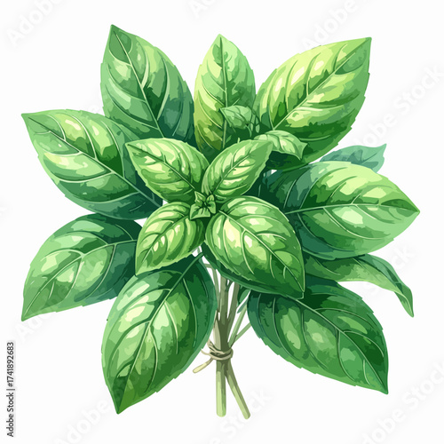 Fresh green basil leaves tied together for culinary use.