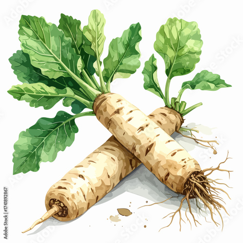 Two whole horseradish roots with vibrant green leaves watercolor illustration.