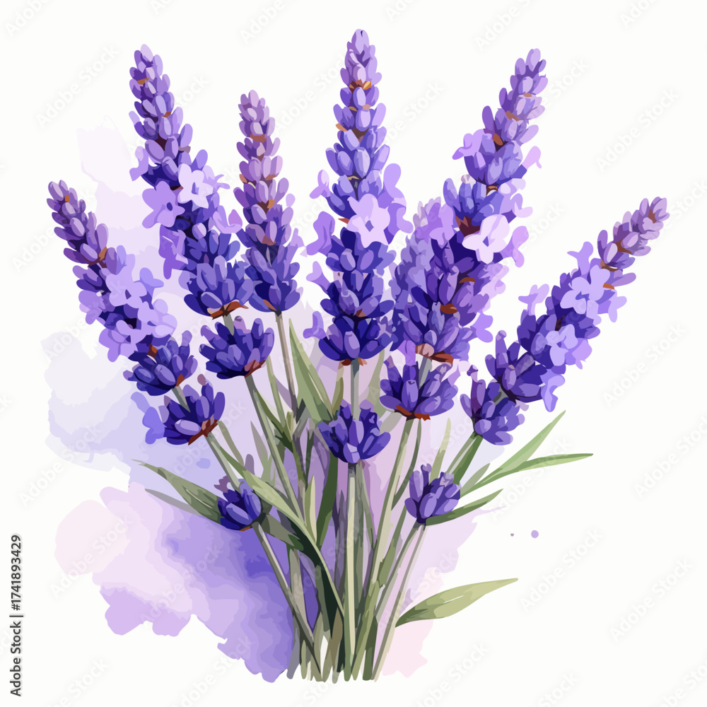 Naklejka premium Watercolor Painting of a Bunch of Lavender Flowers.